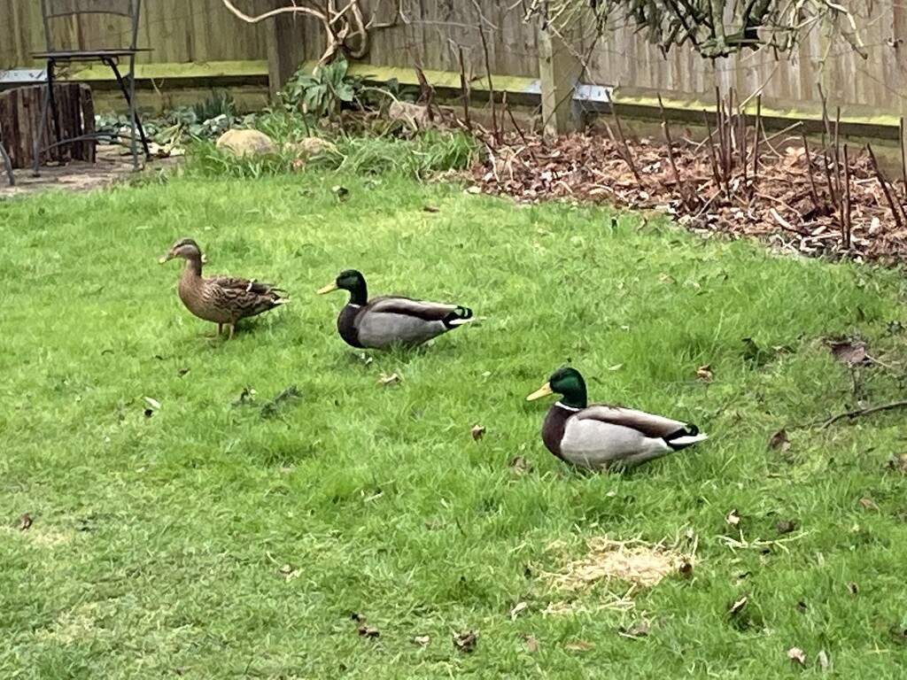 Ducks in the Garden by cataylor41