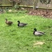 Ducks in the Garden by cataylor41
