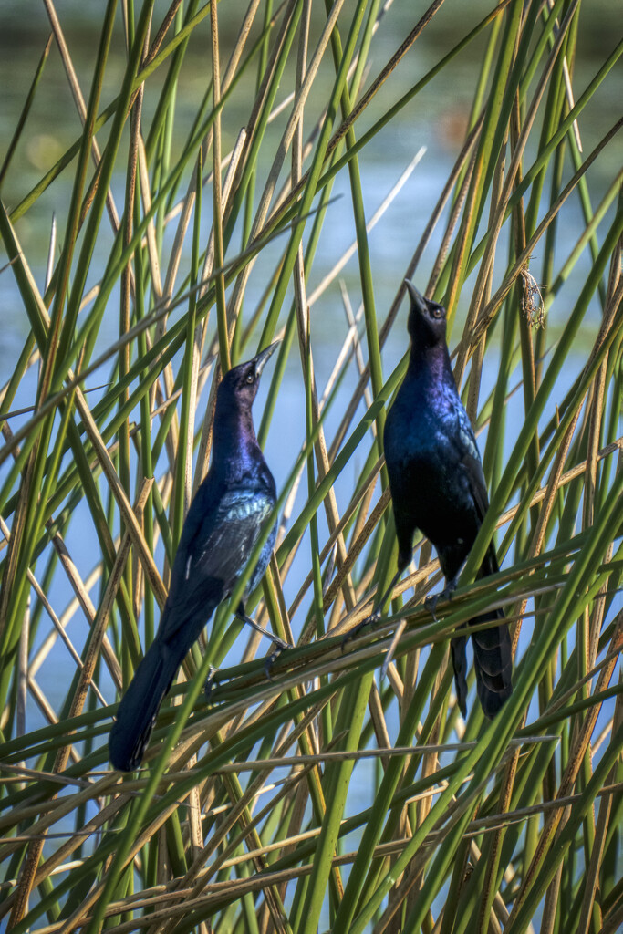 Boat-tailed Grackles by kvphoto