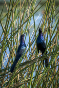 22nd Jan 2022 - Boat-tailed Grackles