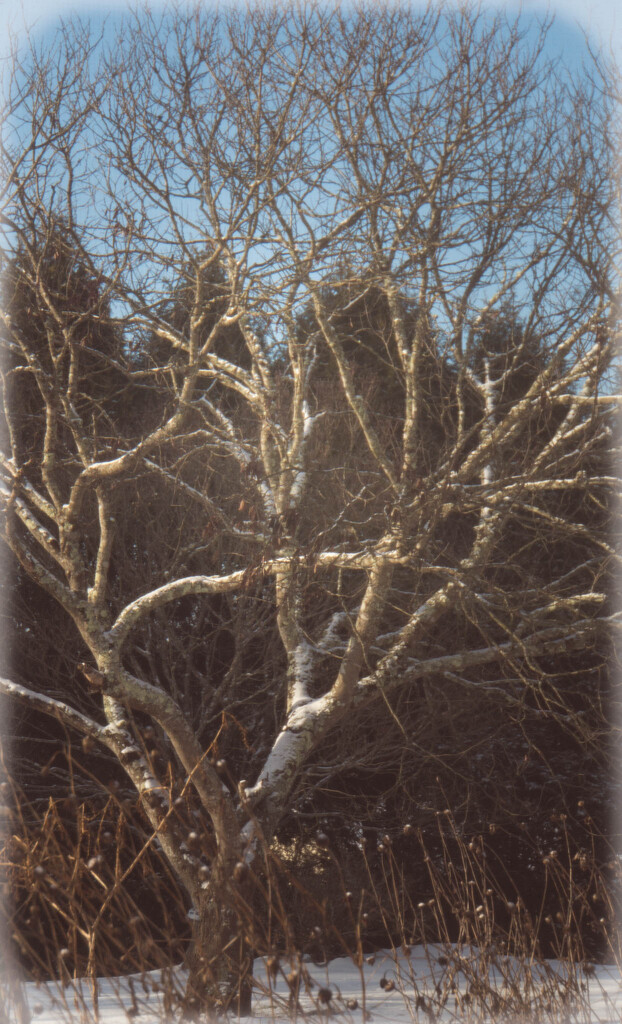 Snowy tree by randystreat