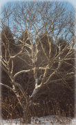 22nd Jan 2022 - Snowy tree