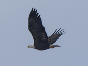 22nd Jan 2022 - bald eagle 
