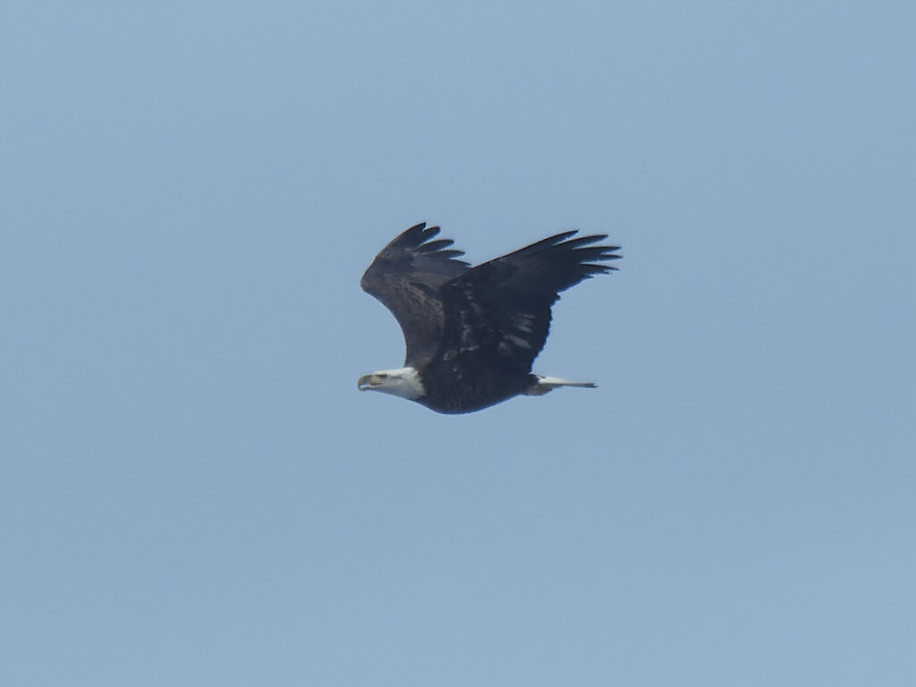 bald eagle blue sky  by rminer