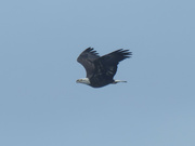 22nd Jan 2022 - bald eagle blue sky 