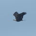 bald eagle blue sky 