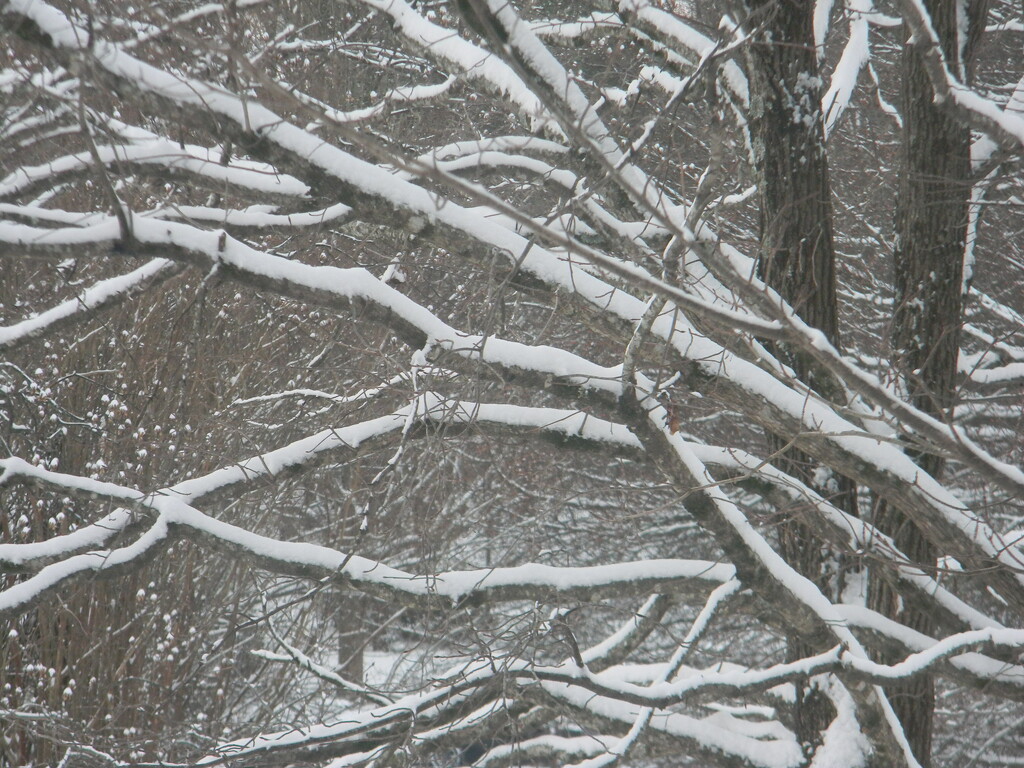 Snowy Branches by sfeldphotos
