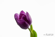 22nd Jan 2022 - Purple tulip