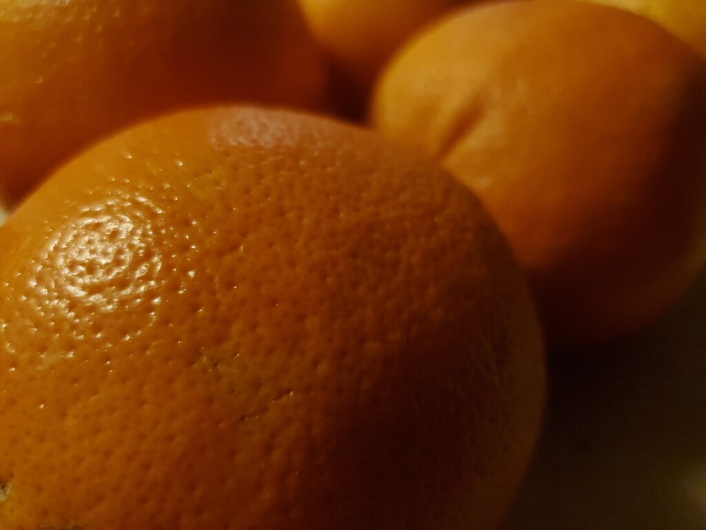 Oranges in Winter by houser934