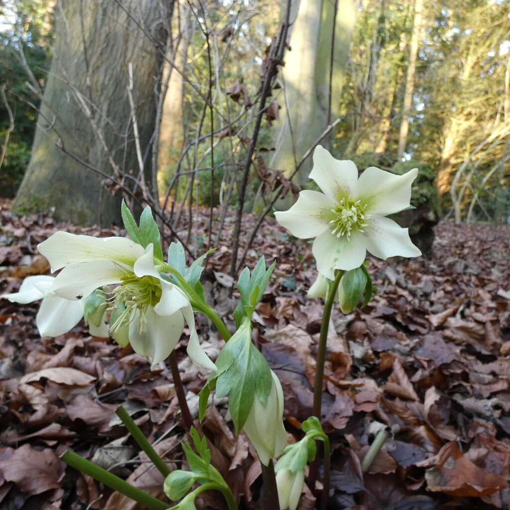 Hellebore  by foxes37