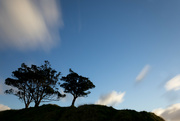 2nd Jan 2022 - Pair of lonely trees on top of Mount Eden