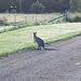 A wallaby on Sunday walk 