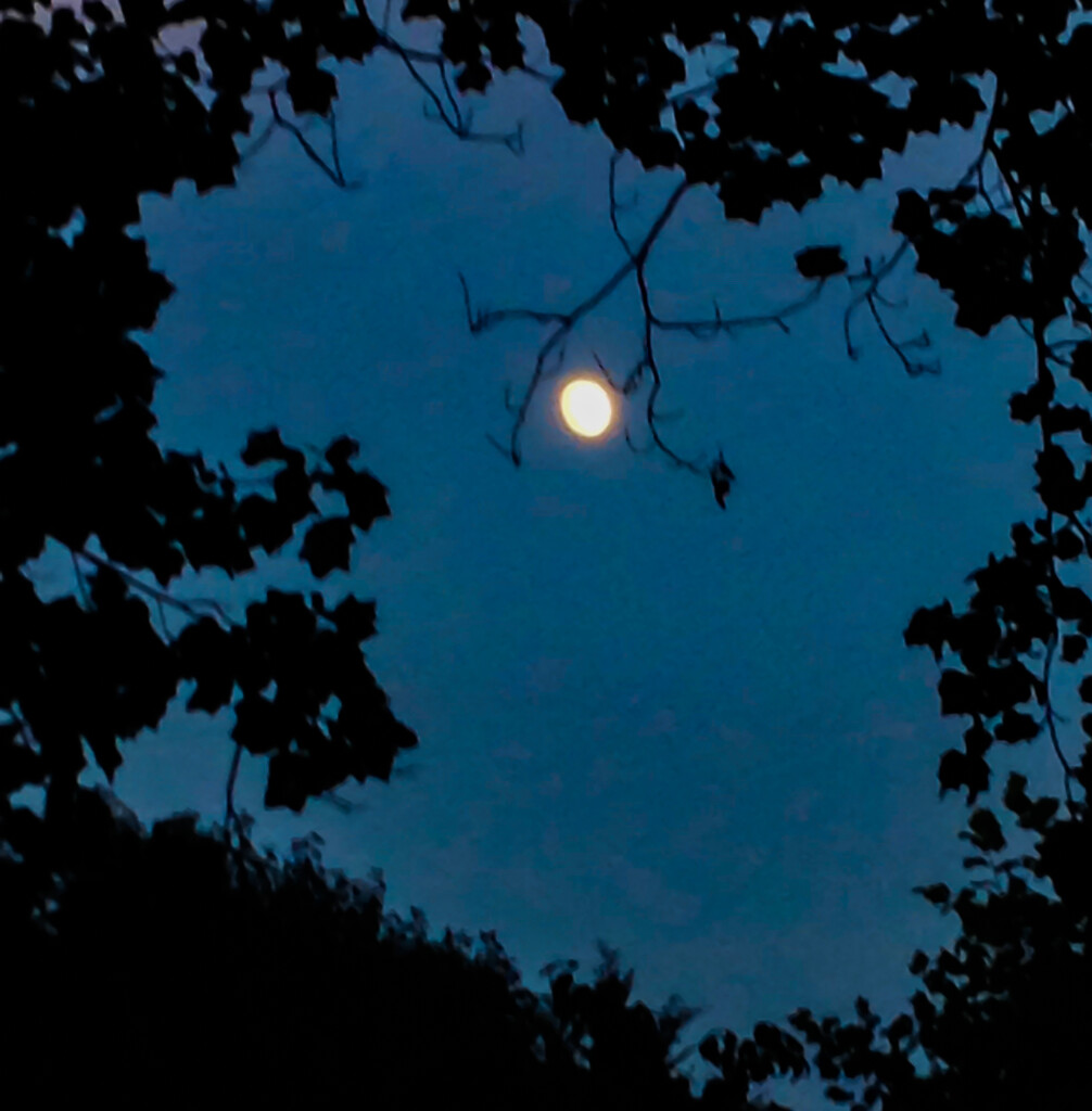 Moon between trees in Smithville, TN by jbritt