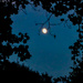 Moon between trees in Smithville, TN by jbritt
