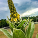 Big Weed in Smithville, TN by jbritt