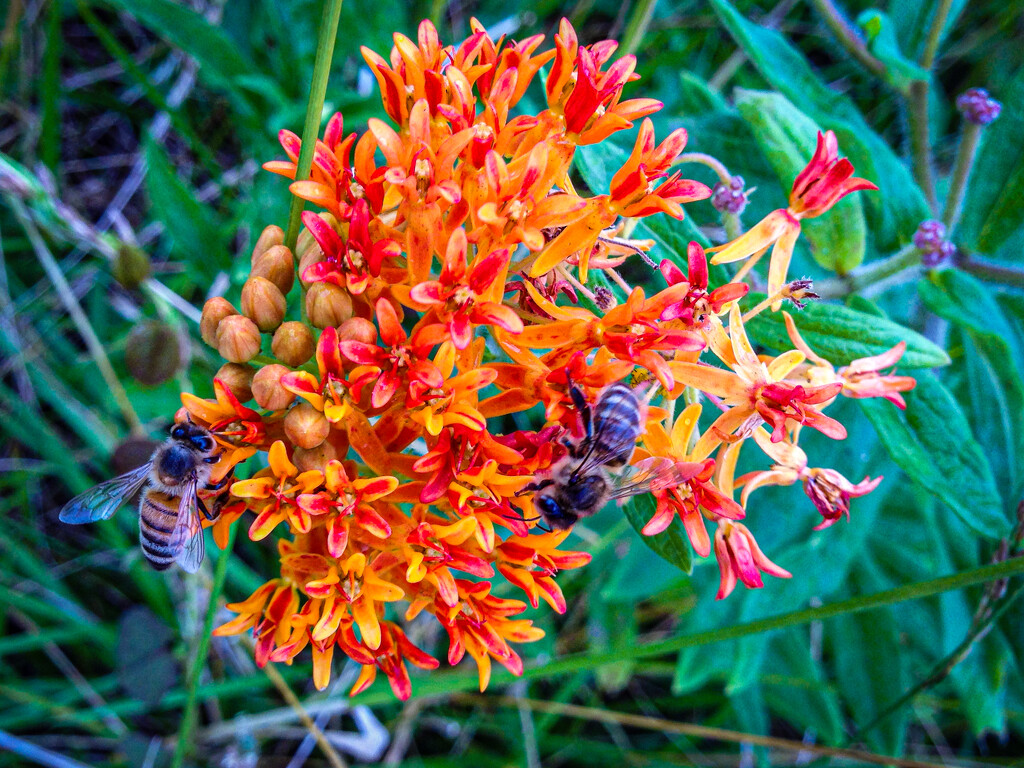 Bees on Orange Flowers in Smithville, TN by jbritt