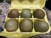 19th Jan 2022 - Olive Eggers’ Eggs