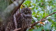 22nd Jan 2022 - Barred Owl Trying to Keep Warm!