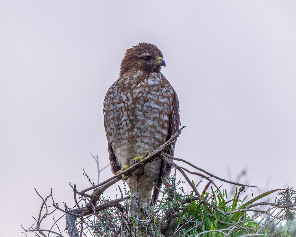 Red-shouldered Hawk  by nicoleweg