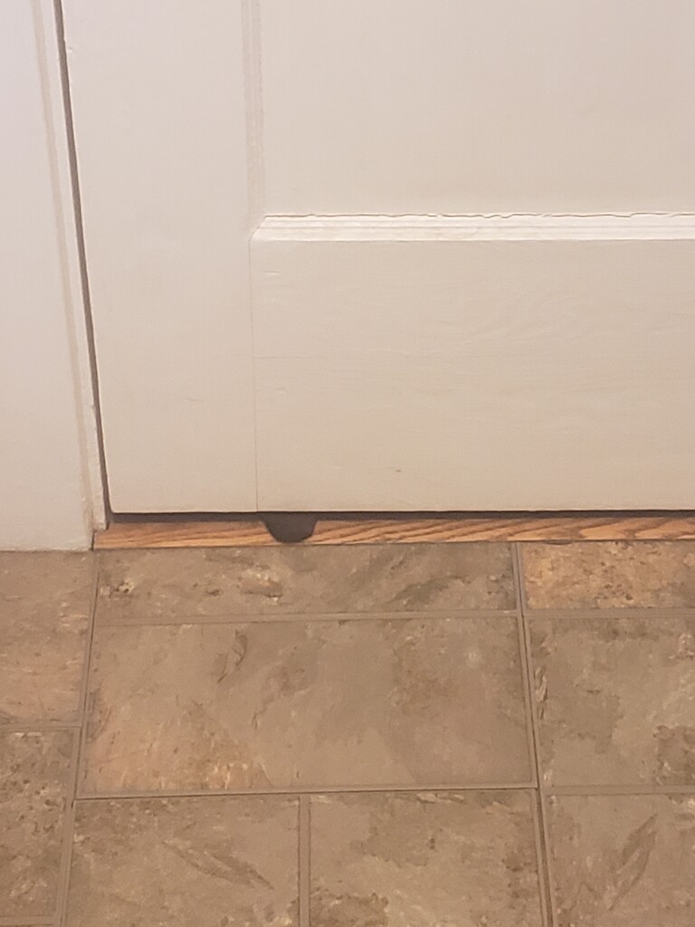 Cho's ear coming under the door by jill2022