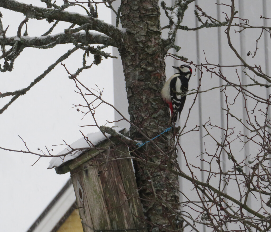 great spotted woodpecker by annelis