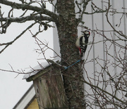 29th Dec 2021 - great spotted woodpecker