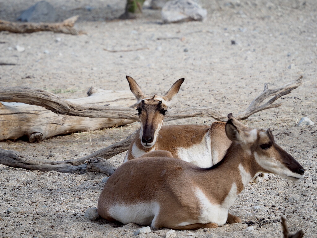Pronghorns by redy4et