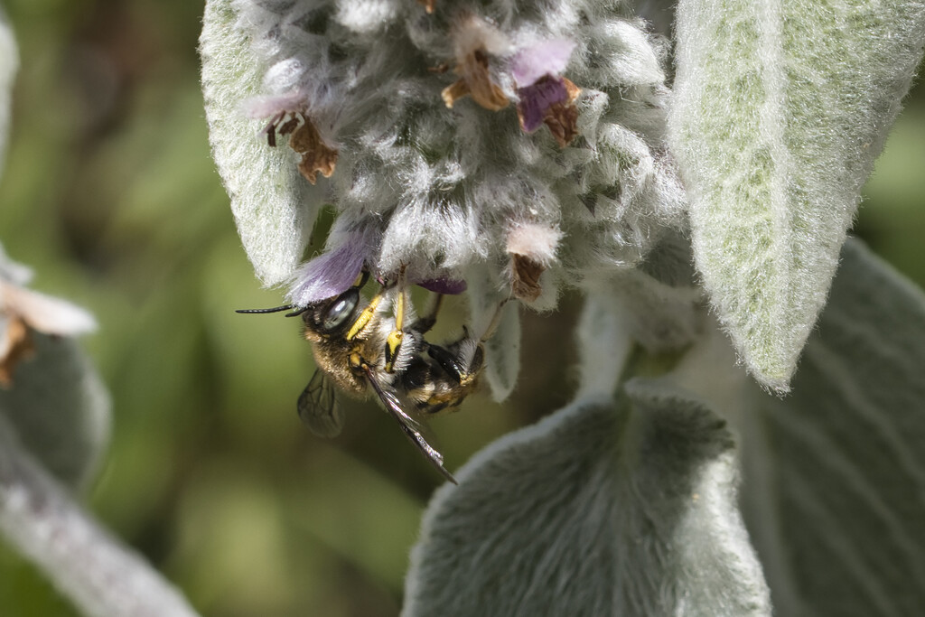 A fluffy bee on a fluffy flower by dkbarnett