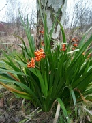 23rd Jan 2022 - Winter .Iris berries