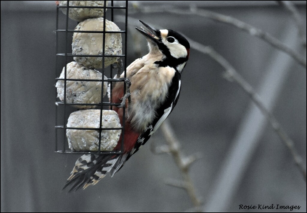 Woody Woodpecker by rosiekind