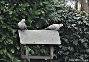 23rd Jan 2022 - The doves came together today