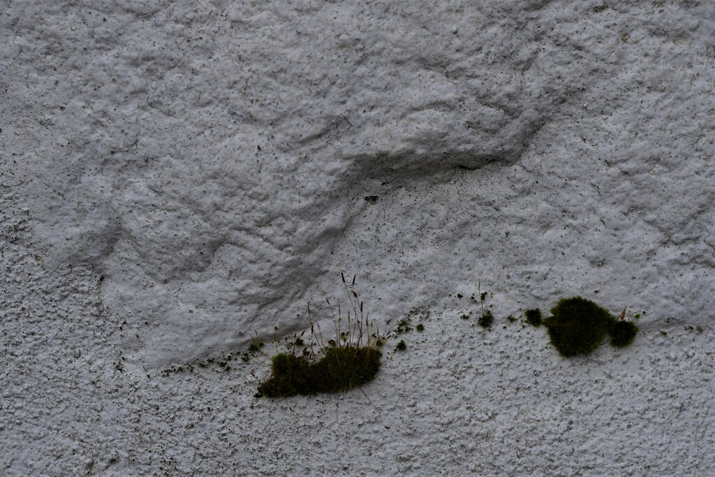 wall moss by christophercox