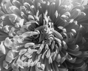 23rd Jan 2022 - anemone or flower?