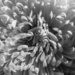 anemone or flower? by sschertenleib