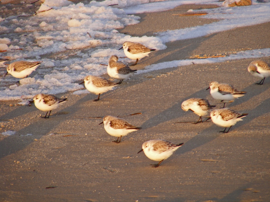 Little Shore Birds in the Snow by lauriehiggins