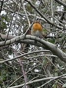 23rd Jan 2022 - This Robin sang at me as I passed, and then waited whilst I took the picture.  Didn’t look nervous, didn’t budge an inch.