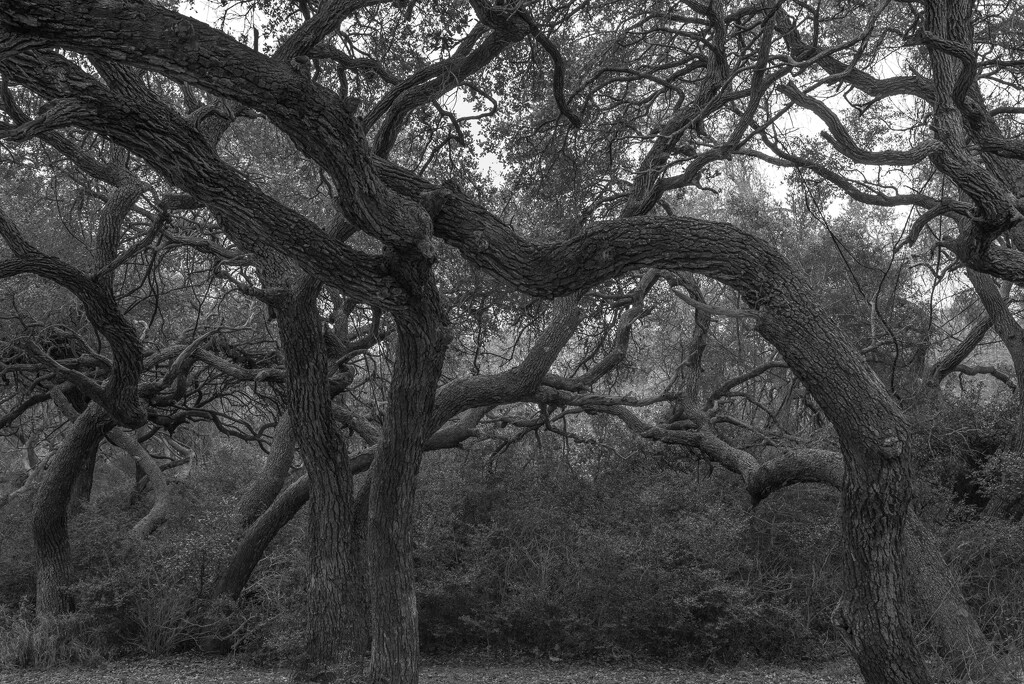 Live Oak Trees by dkellogg