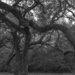 Live Oak Trees by dkellogg
