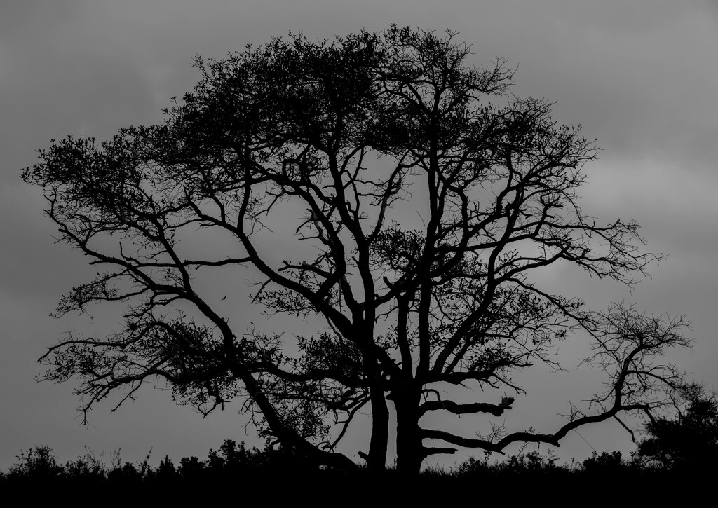 Tree Silhouette by dkellogg