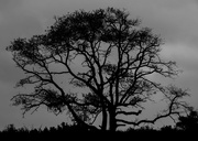 23rd Jan 2022 - Tree Silhouette