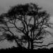 Tree Silhouette by dkellogg