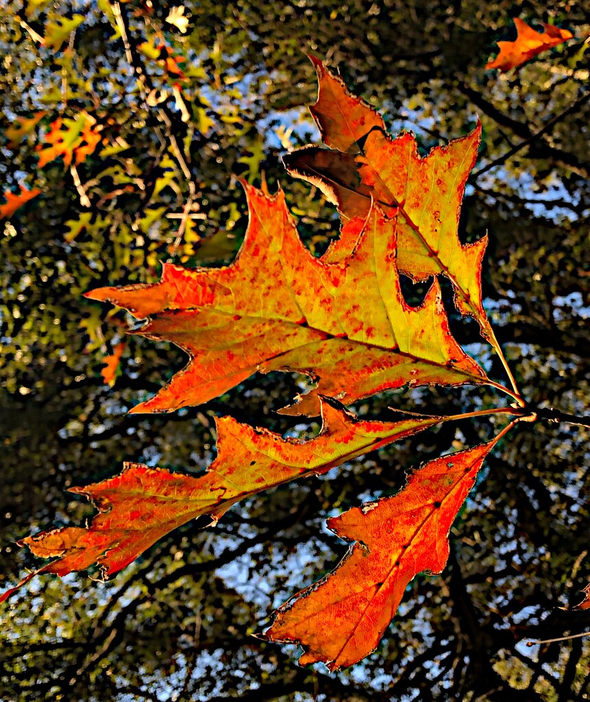 Last Autumn oak leaves, still on the tree by congaree