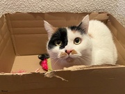 23rd Jan 2022 - Cat in a box