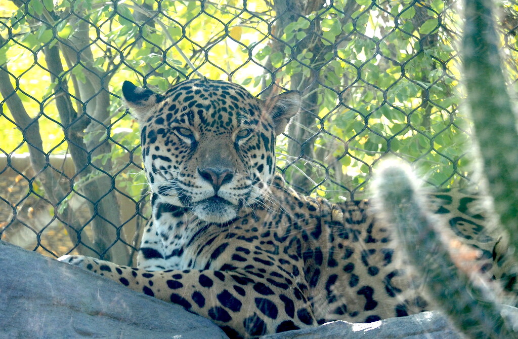 Jaguar by redy4et