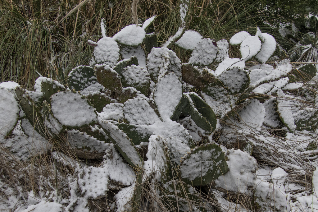 Prickly Snow by timerskine