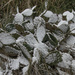 Prickly Snow by timerskine