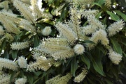 24th Jan 2022 -  Beautiful Buckinghamia Flowers ~  