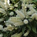  Beautiful Buckinghamia Flowers ~   by happysnaps