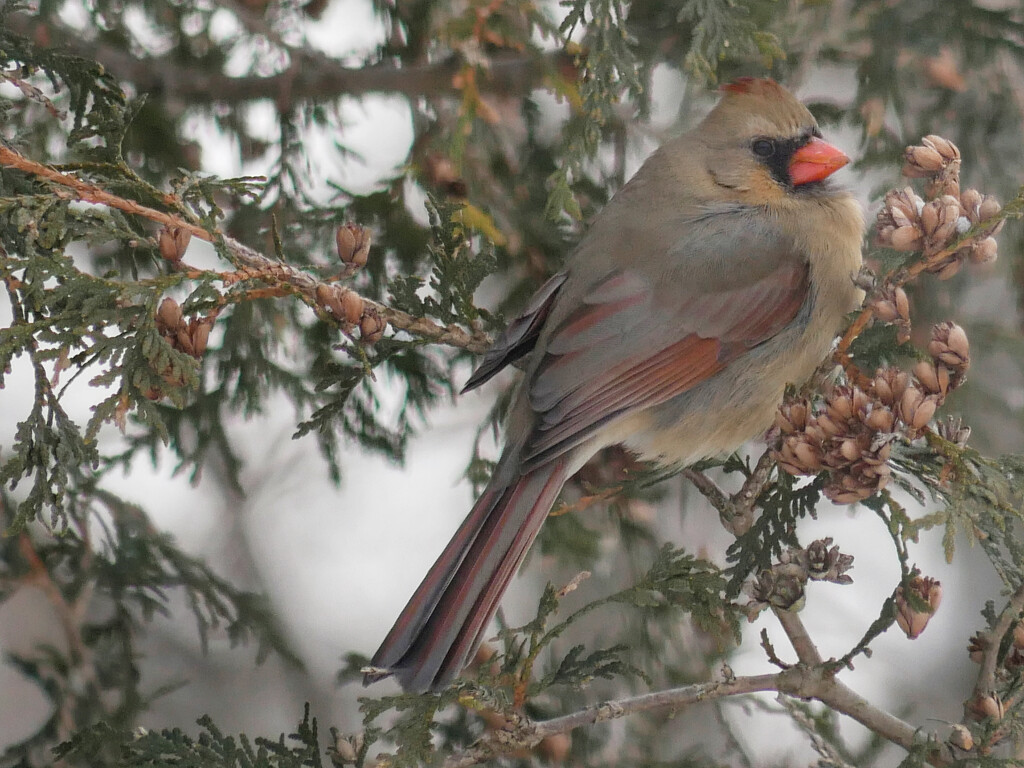 Female Northern Cardinal by ljmanning