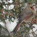 Female Northern Cardinal on 365 Project